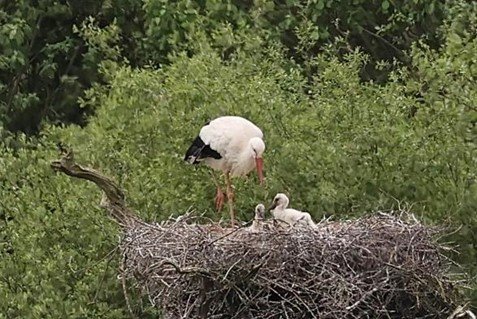 White Stork Nest by Rob Dumbrell