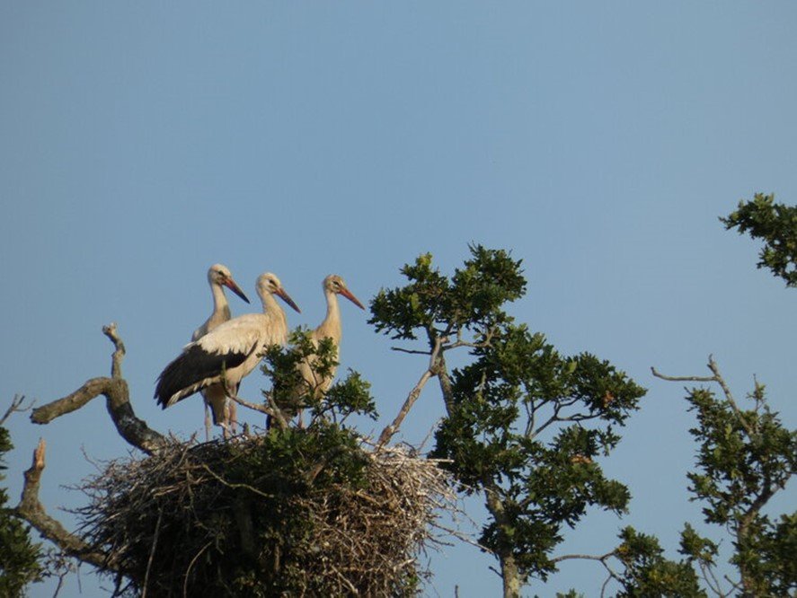 Stork chicks by Becca Young