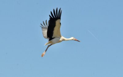 Thirty-Seven White Storks Take Flight at Knepp