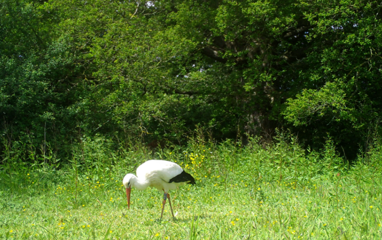 Stork foraging in grassland at Knepp - camera trap