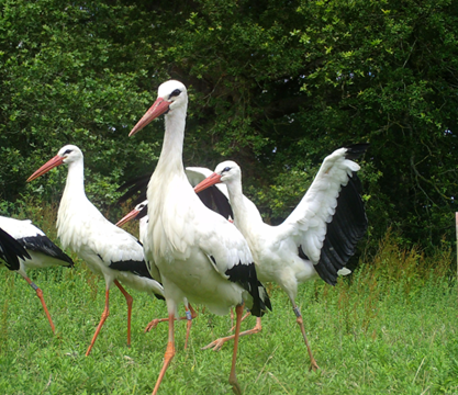 Rehabilitated white stork at Knepp.