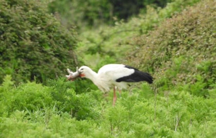 Stork eating young rabbit at Knepp in 2022.