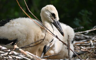 Knepp Breeding Season 2025