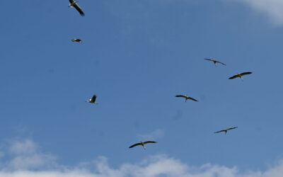 Autumn Migration 2025