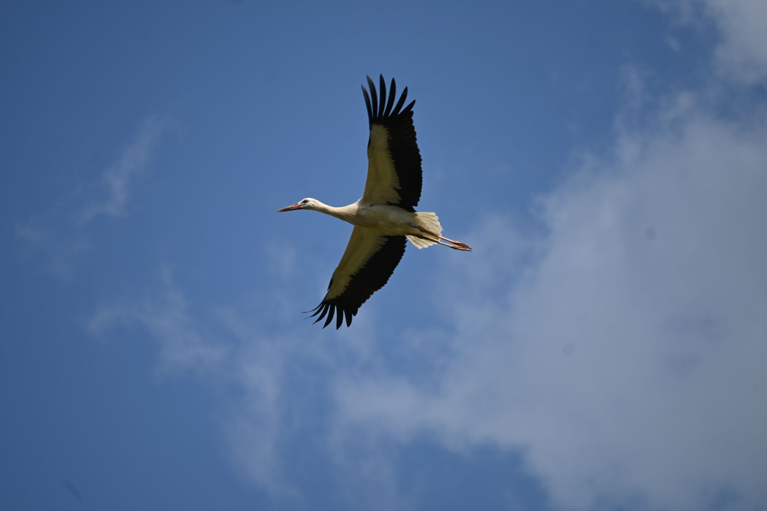Cotswolds Wildlife Park visit 2024