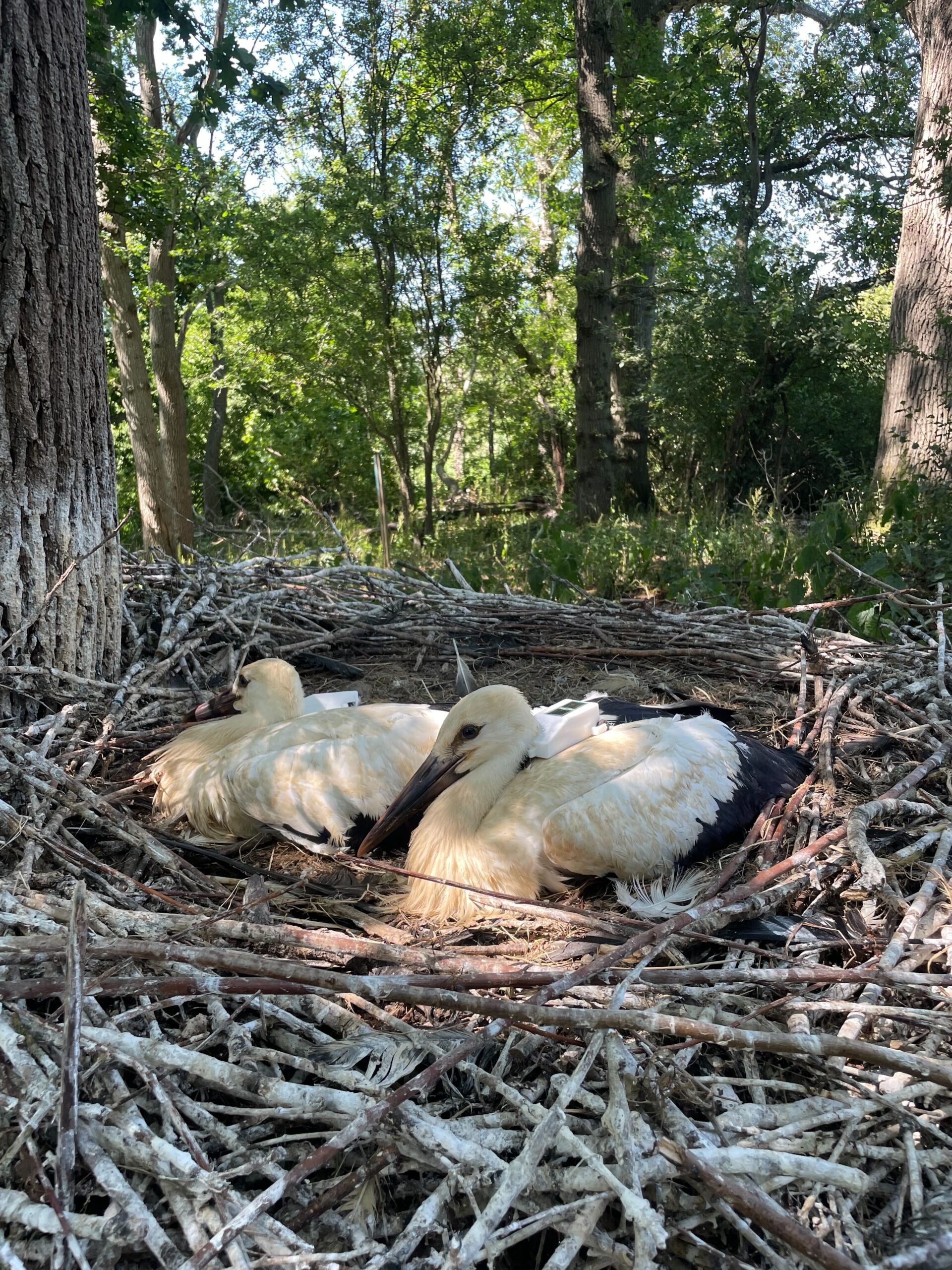 Cotswolds Wildlife Park Training day 2