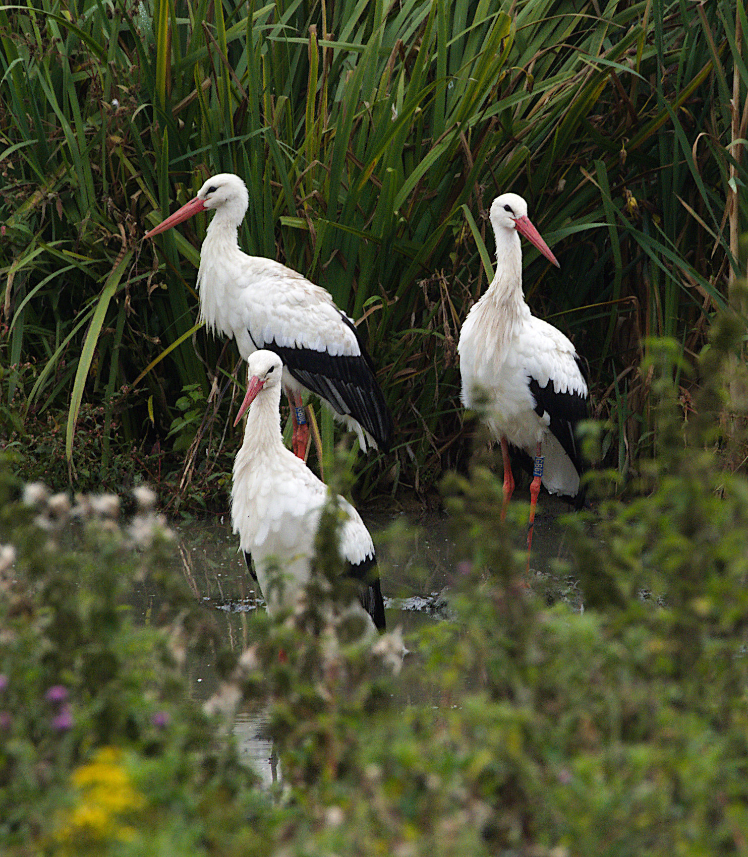 Cotswolds Wildlife Park visit 2024