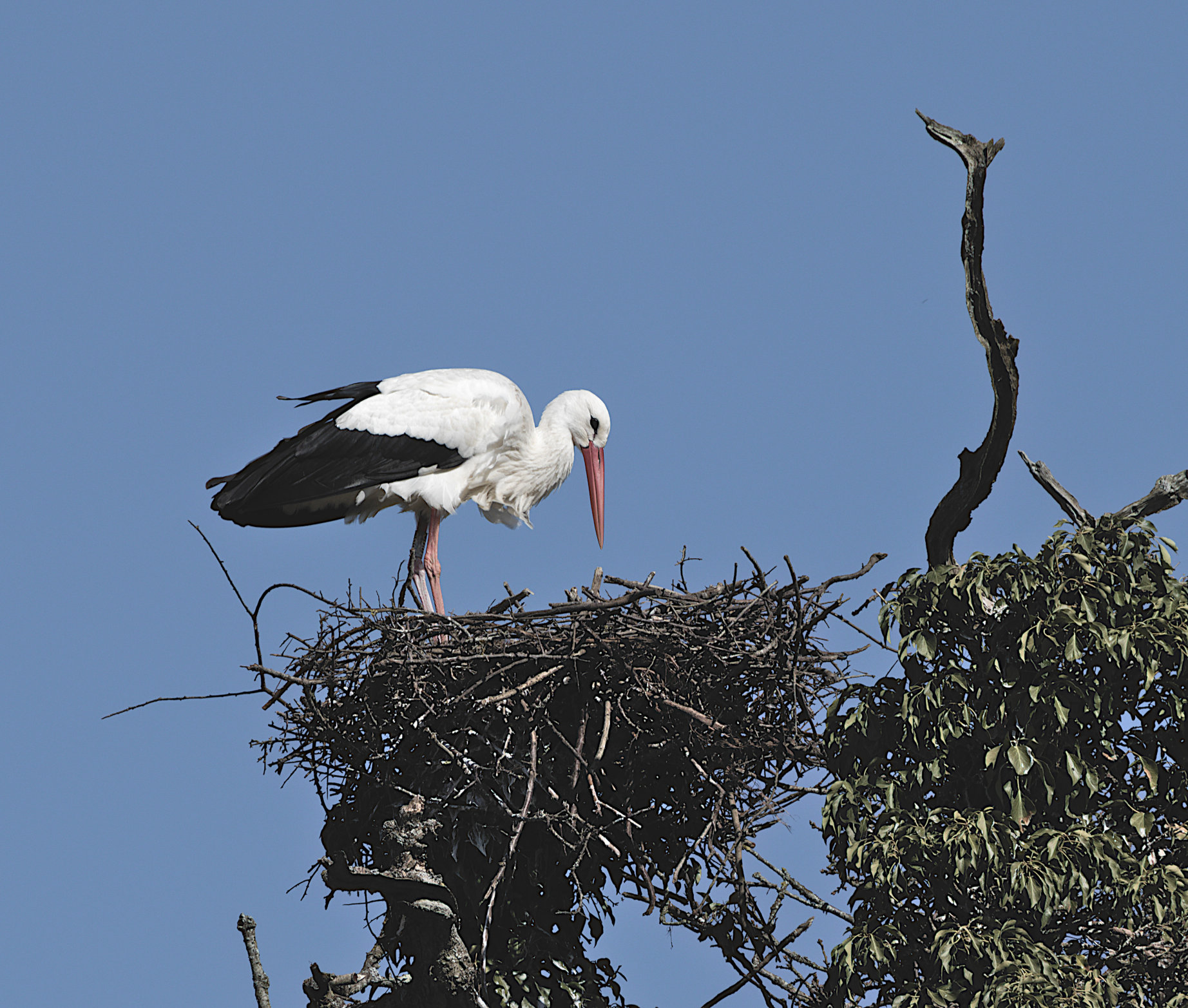 Cotswolds Wildlife Park Training Day