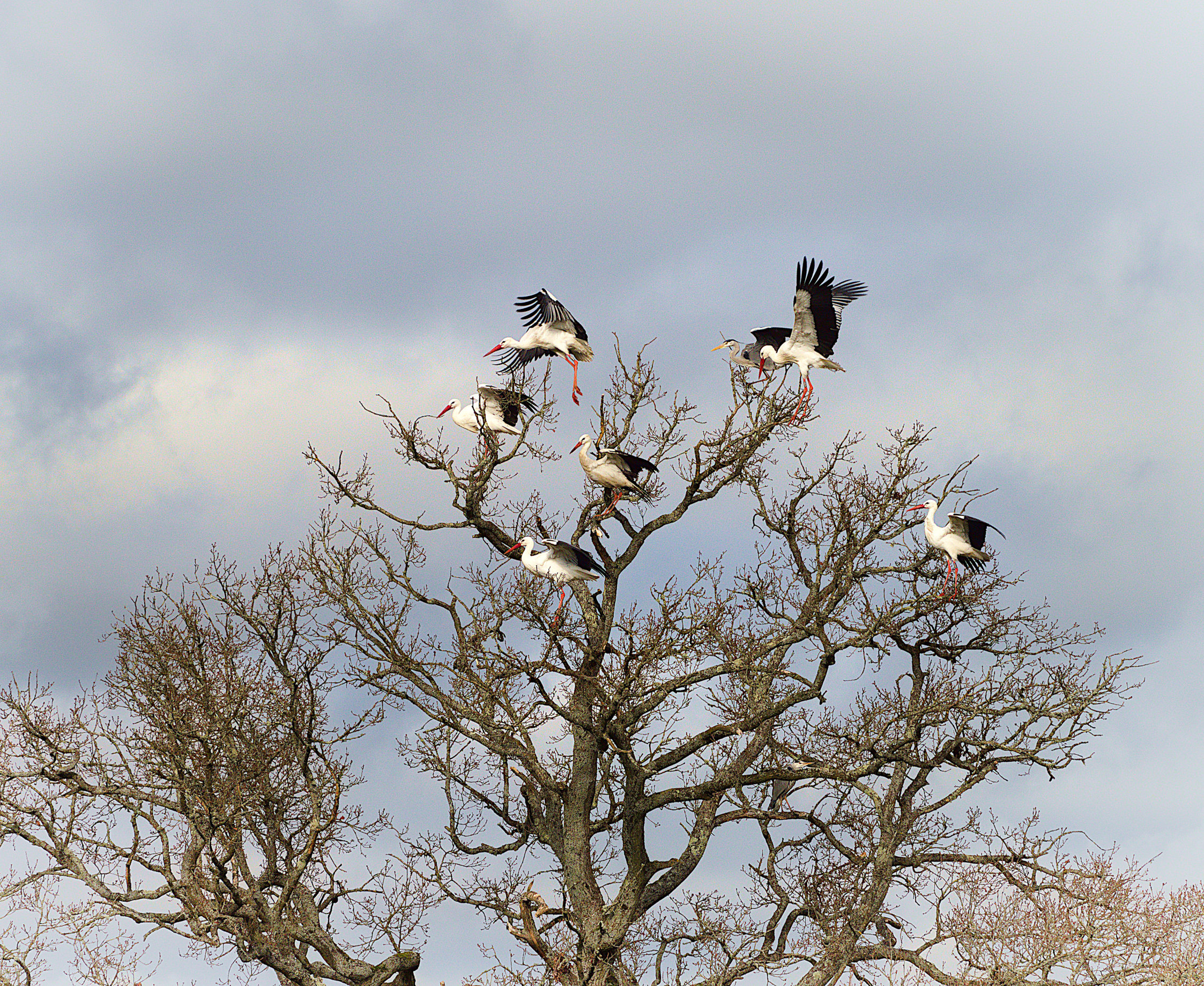 Cotswolds Wildlife Park Training day 2