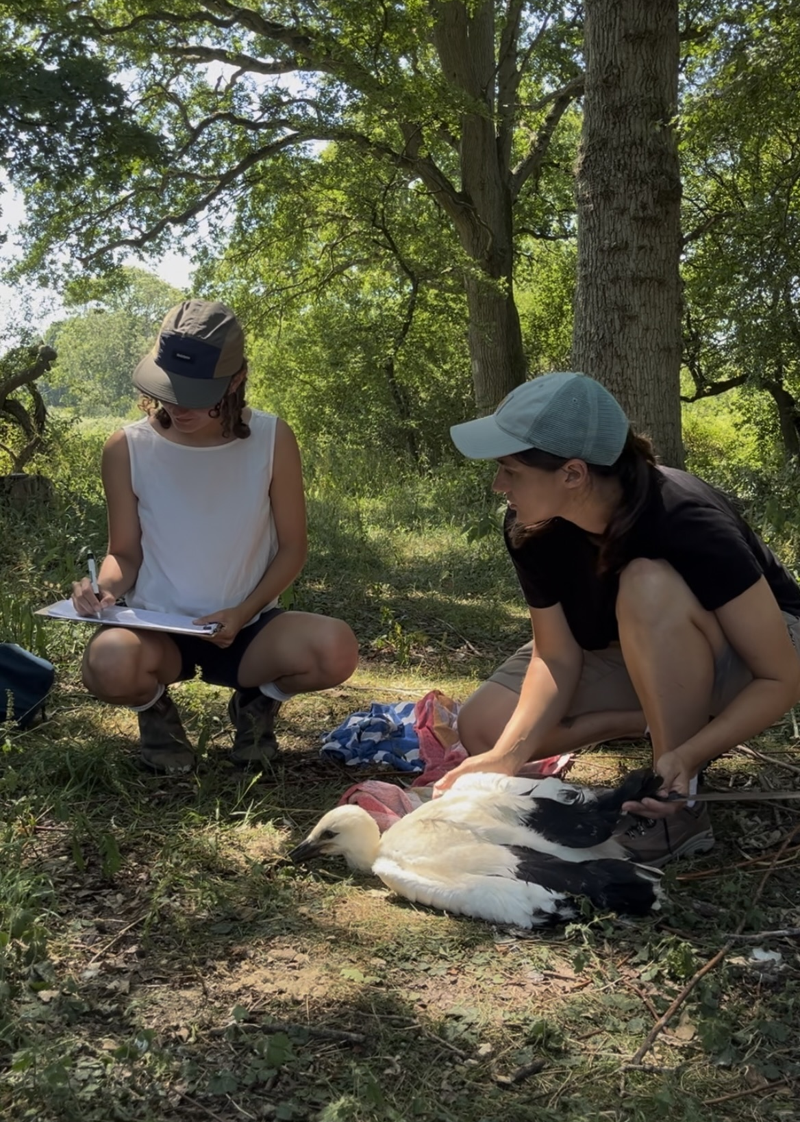 Stork tagging at Knepp Stork tagging at Knepp