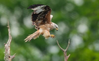 Red Kites and White Storks