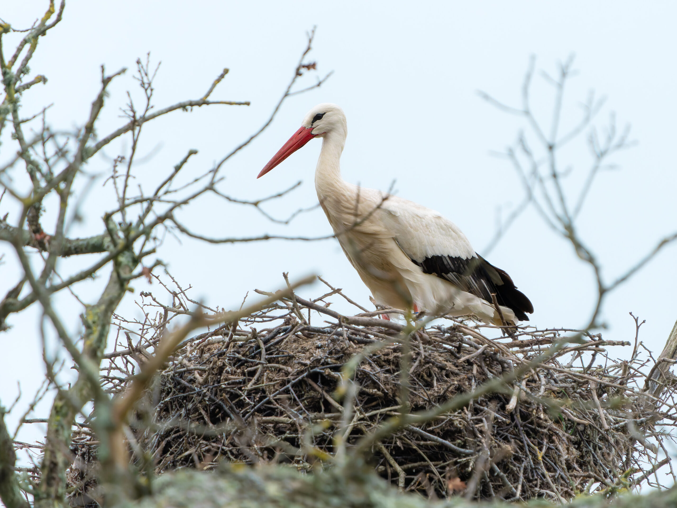 Laura Vaughan-Hirsch