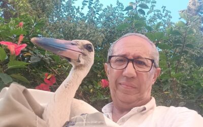 Guardian of the Storks